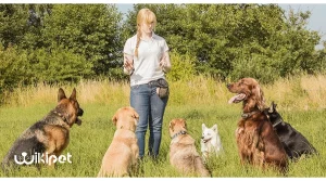 آموزش 5 دستور بسیار مهم به سگ