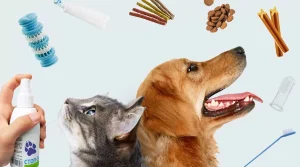خدمات بهداشت عمومی برای انواع سگ و گربه