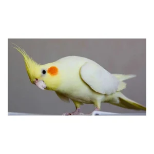 تشخیص جنسیت عروس هلندی (بر اساس رفتار)