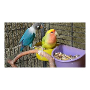 چه غذایی به پرنده خود بدهم