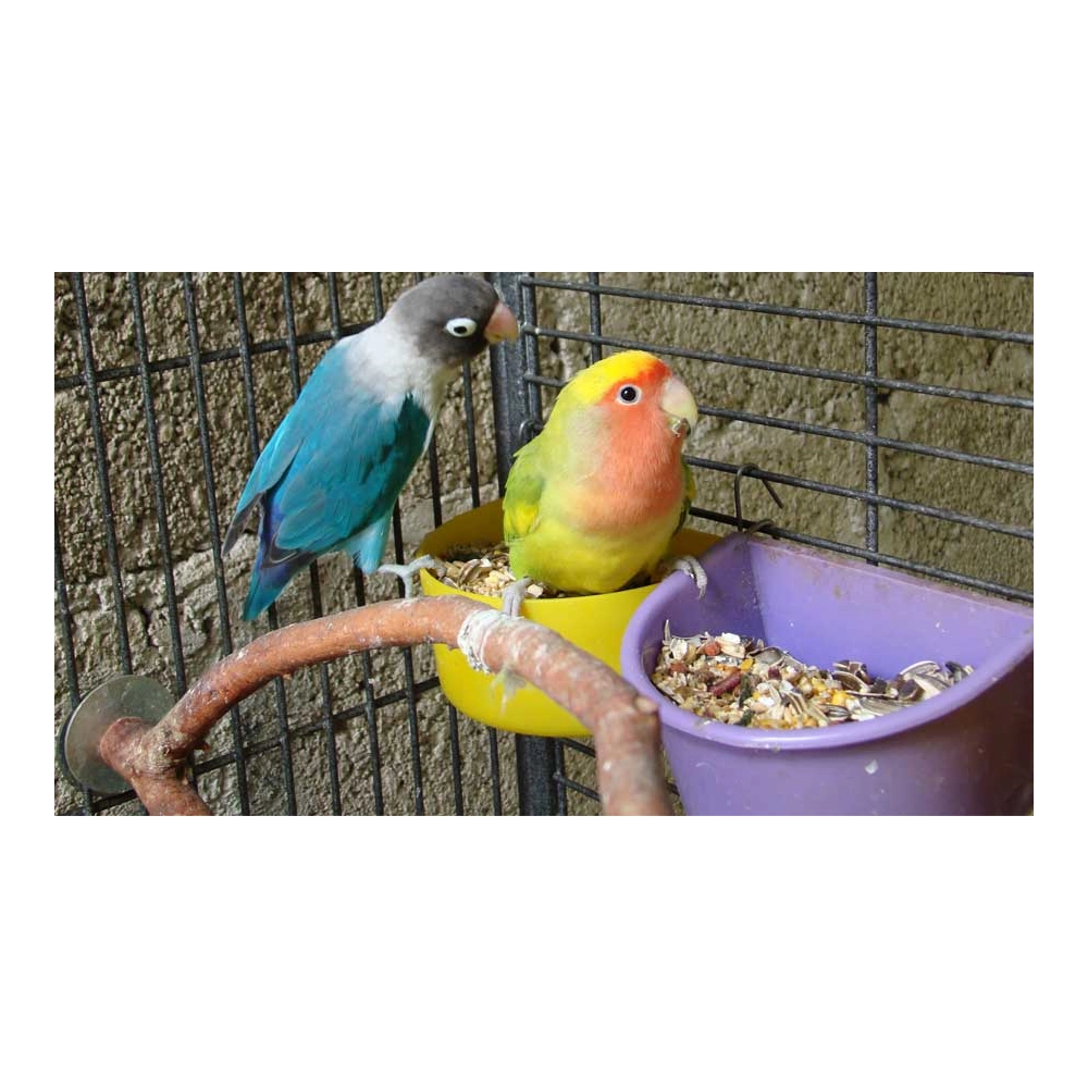 چه غذایی به پرنده  خود بدهم