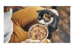 غذاهای خانگی مناسب برای گربه