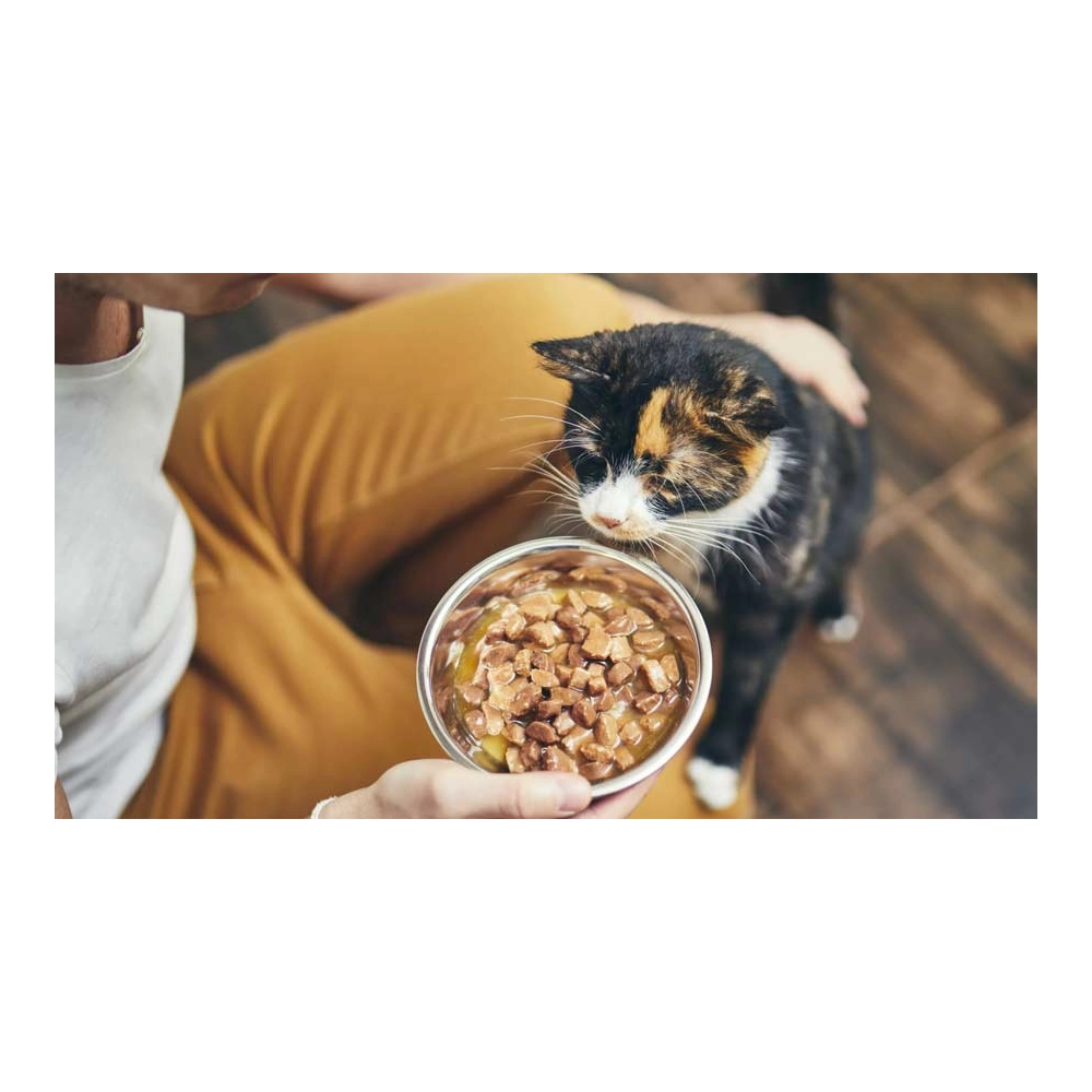 غذاهای خانگی مناسب برای گربه