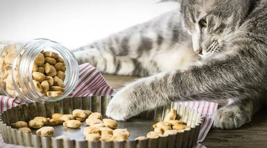تشویقی گربه بعد از گرفتن ناخن گربه 